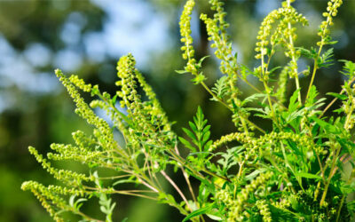 How to Relieve Ragweed Allergies & Enjoy Fall in the Scenic City