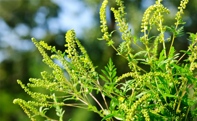 ragweed plants